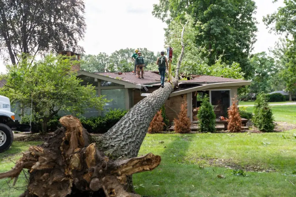 Emergency tree service